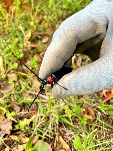 外来カミキリ捕殺で1匹300円「全国最高の報奨額」高崎市→期間8月3～31日・予算100万円