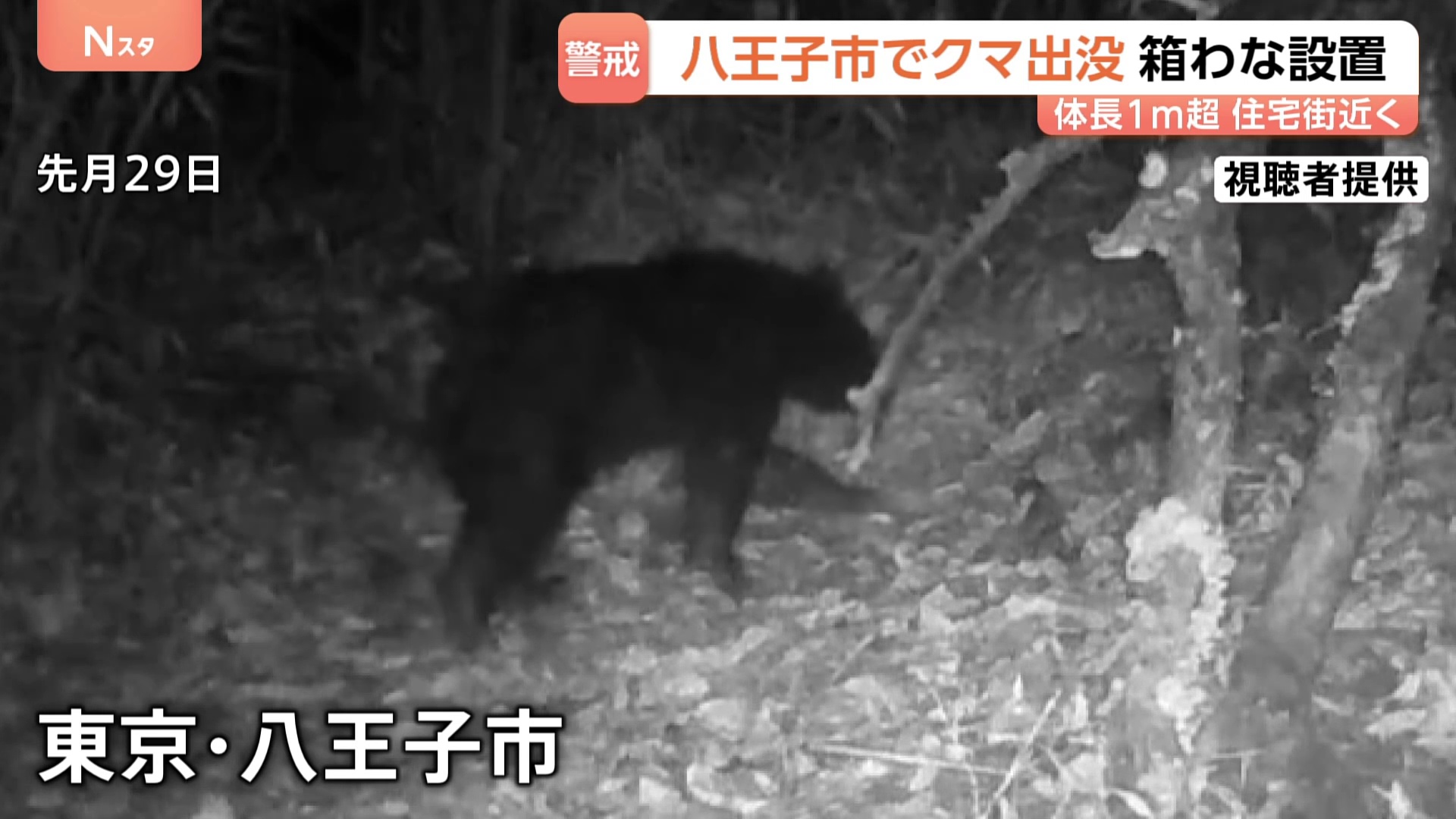 八王子クマ頑張れ　多摩調布狛江抜ければ世田谷だ　区民に共存言わそうぜ