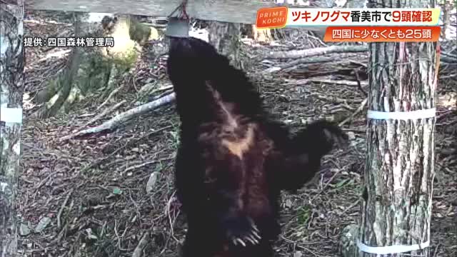 ツキノワグマ 四国では絶滅の恐れ　最新調査で25頭確認・高知は9頭　生息域把握し「共存」目指す