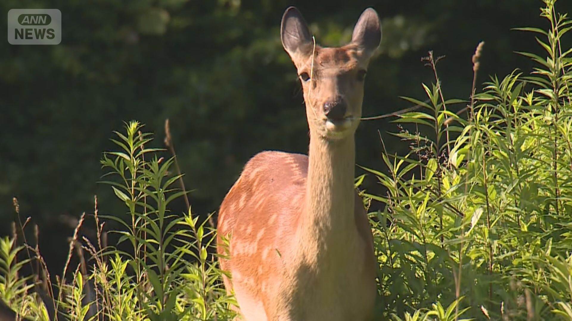 本当に恐ろしい野生動物はシカか　草木を食べ尽くし山を丸裸にして土砂災害を引き起こす