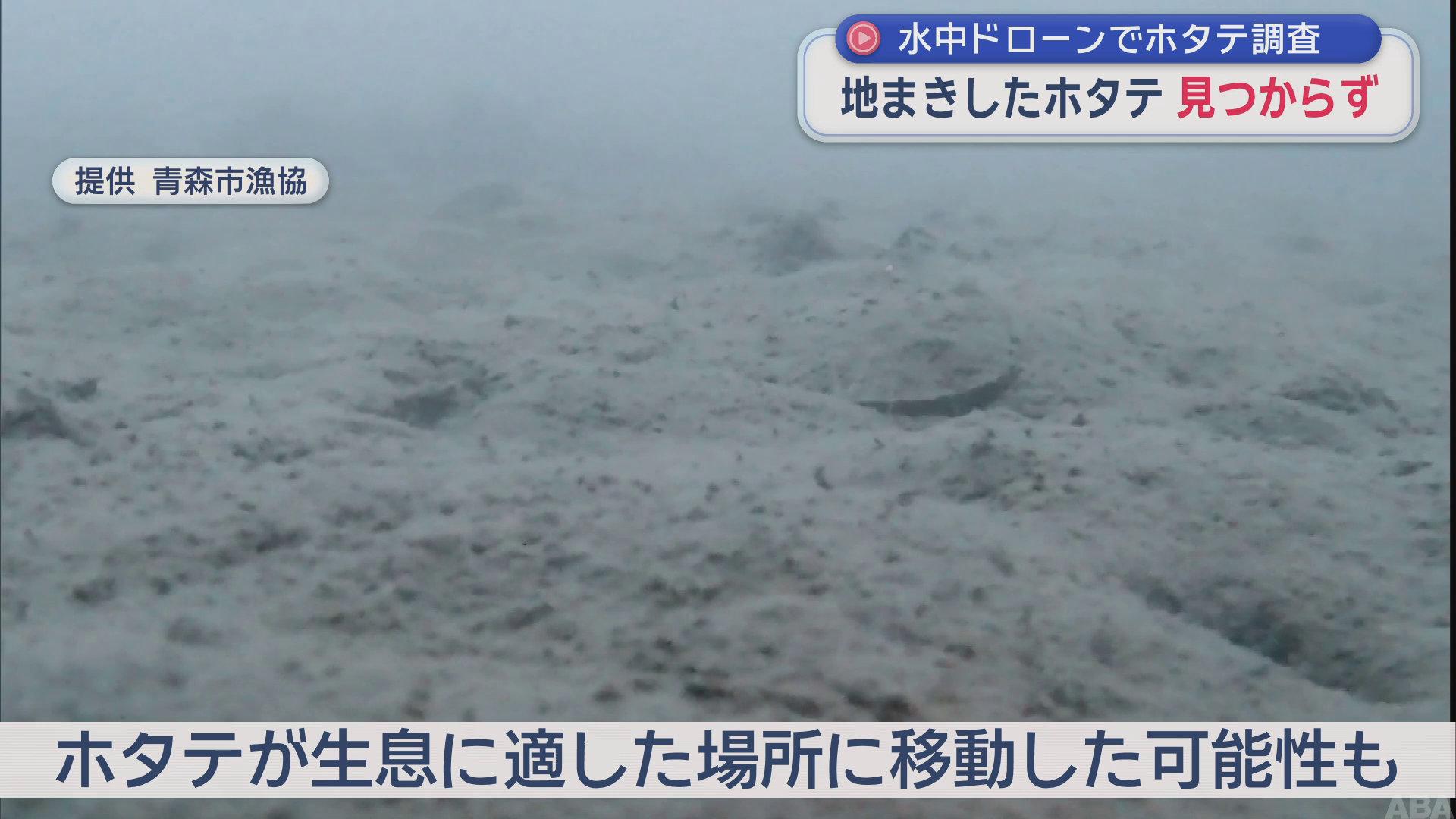 青森の漁協が巻いたホタテの稚貝がいなくなる？良い生育環境に移動したか？