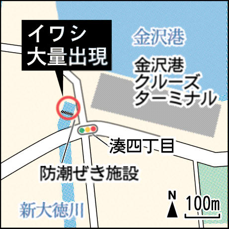 イワシ大群に釣り人殺到　金沢港の防潮ぜき付近