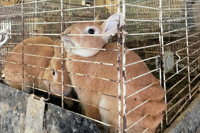 ウサギの繁殖・販売ケージめぐって論争　環境省の基準案「狭すぎる」