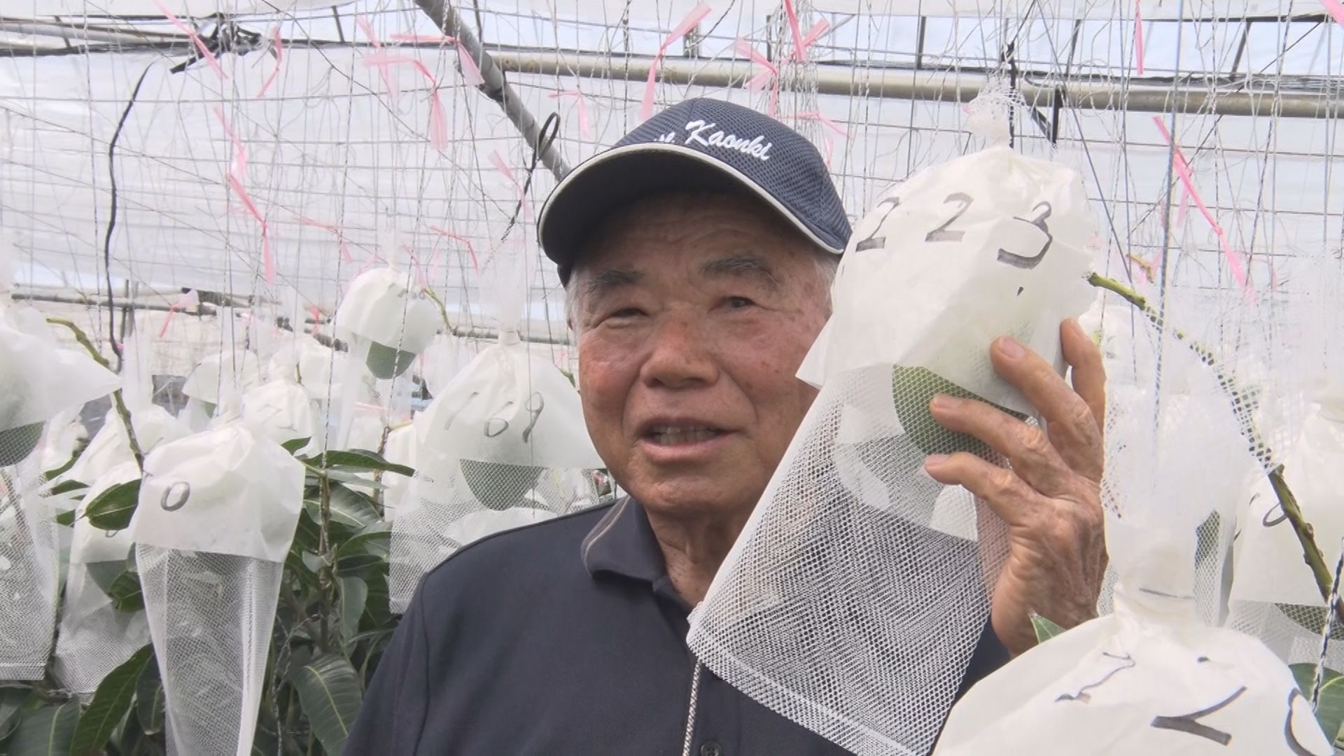 一本のマンゴーの木に1223個実を付ける