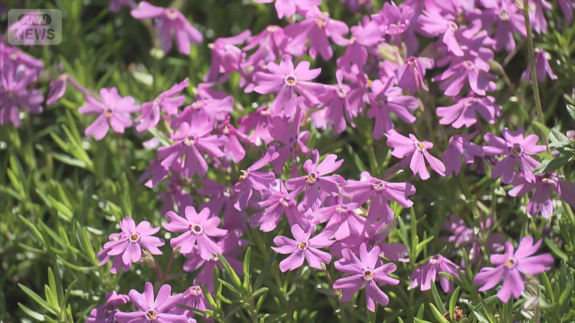 住民が20年かけ育てた５万株の芝桜に業者が除草剤、半分枯れる　小学生が植えた芝桜は全滅