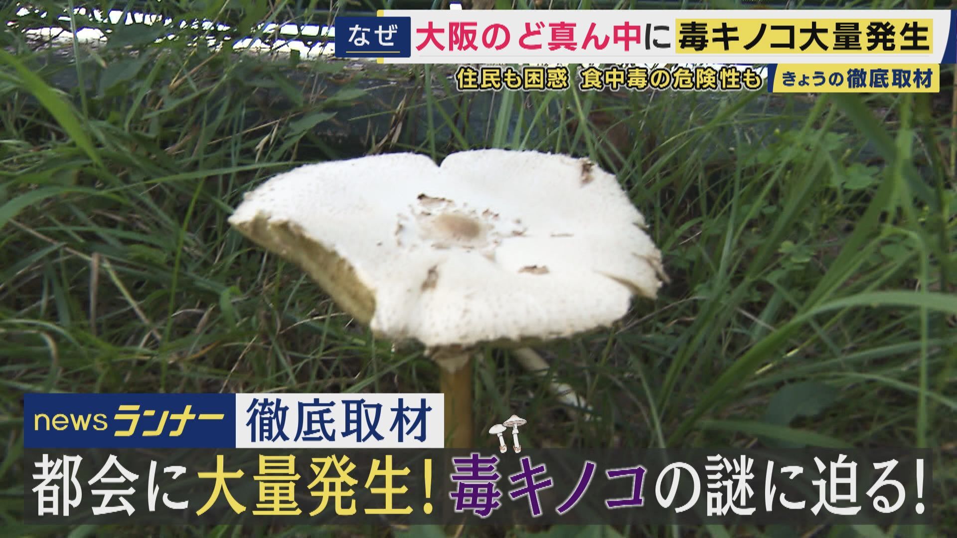 大阪の公園に毒キノコ 大量発生