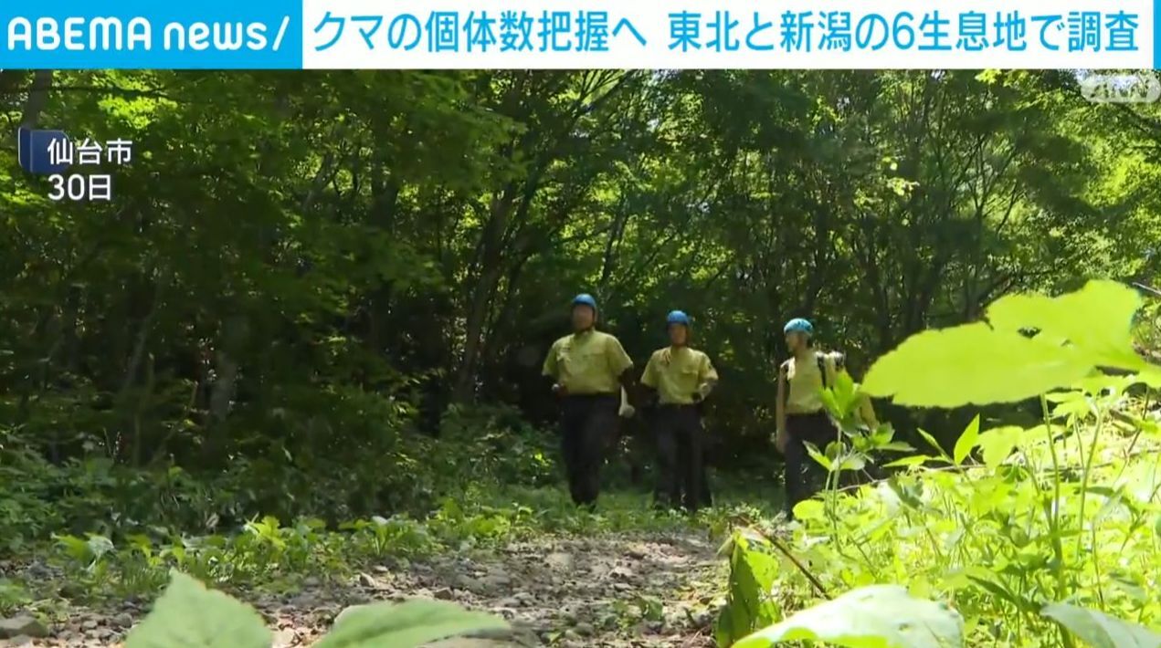 クマの個体数把握へ 東北と新潟の6生息地で調査　生息地に合わせて800台以上のカメラを設置　環境省