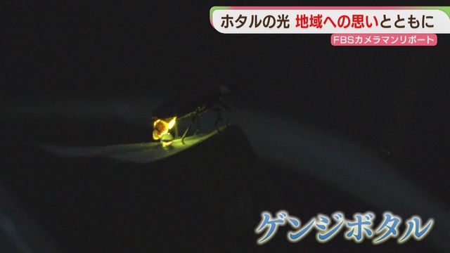 最近ホタル見ないね