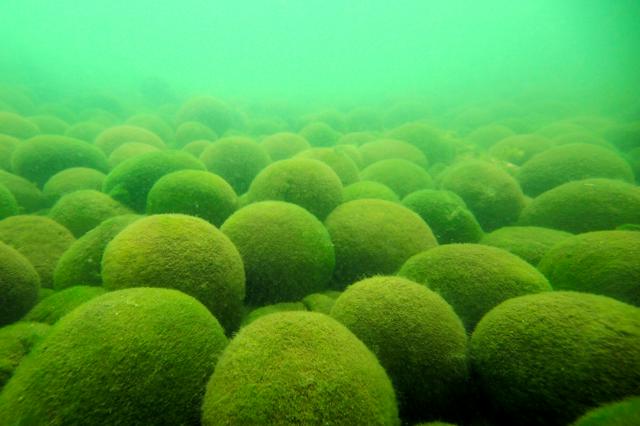 特別天然記念物「阿寒湖のマリモ」、すでに温暖化影響の可能性