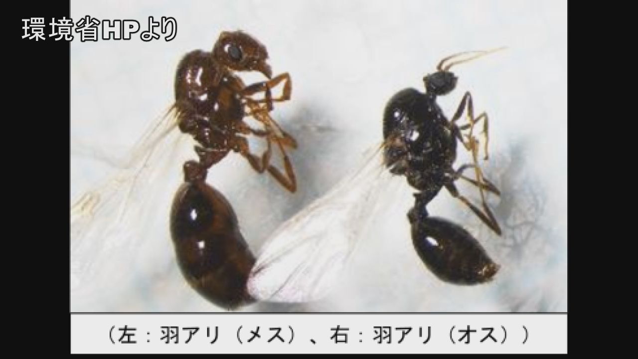 大阪港で合計約4700匹の「ヒアリ」の働きアリ見つかる　羽アリやサナギも
