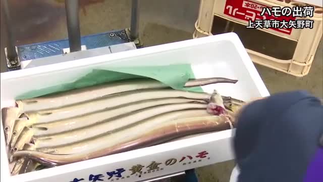 魚って地方地方で食わない魚があって面白いよな。ハモなんて秋田では食わないし。