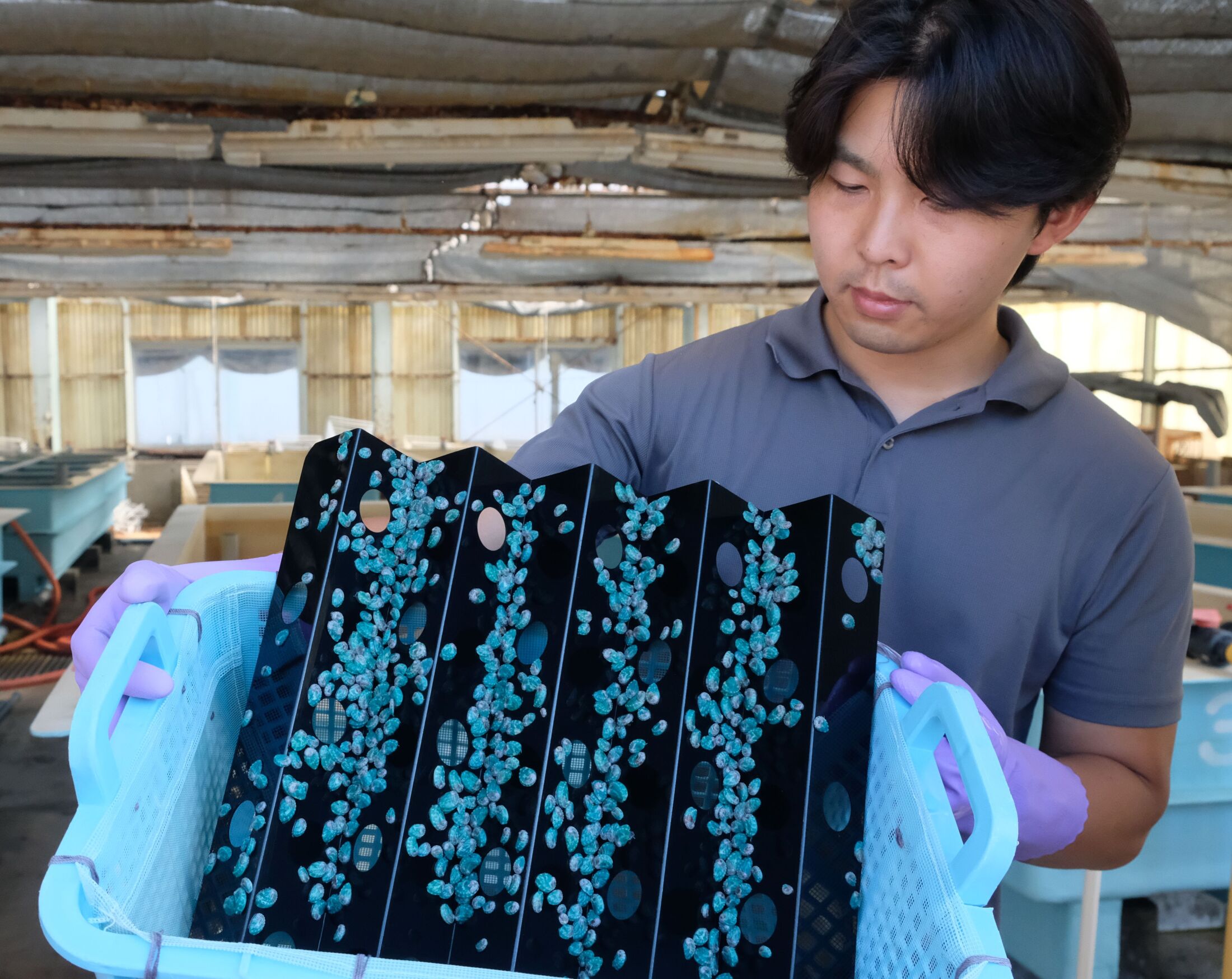 【お前らマヂヤバい】京都・丹後の海水温が30℃に　アワビ・サザエ滅亡の危機