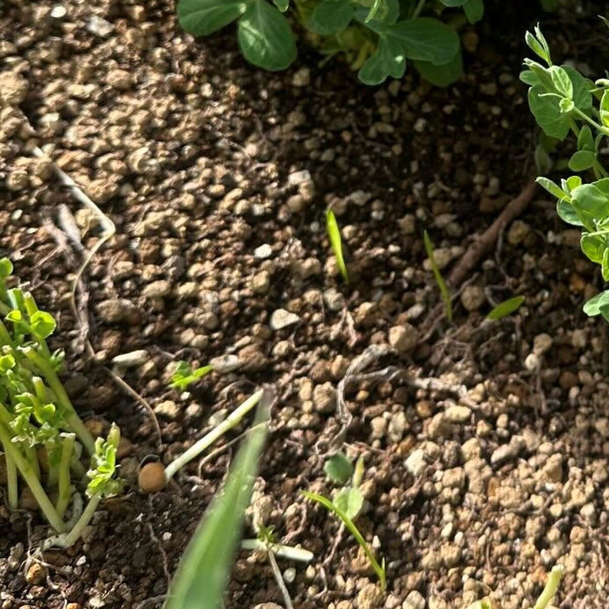 小ねぎの根を水耕栽培すると永遠に葉が生えてくるから食べ続けられる