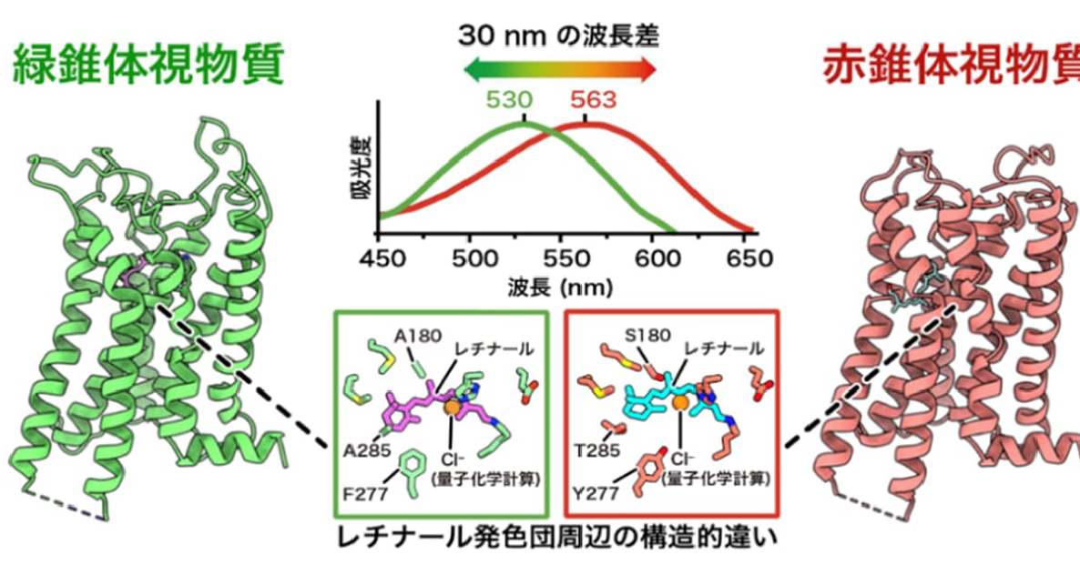 色盲の理解へ第一歩　「赤」と「緑」を見分けられる仕組みを世界初解明