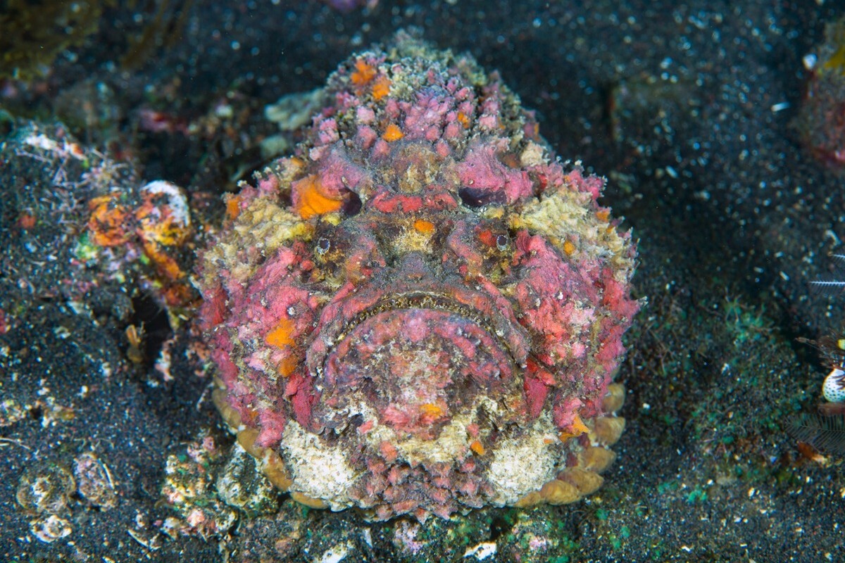 オニダルマオコゼって背びれに猛毒あるけれど、刺身にしたり唐揚げにすると超絶美味しいらしいな