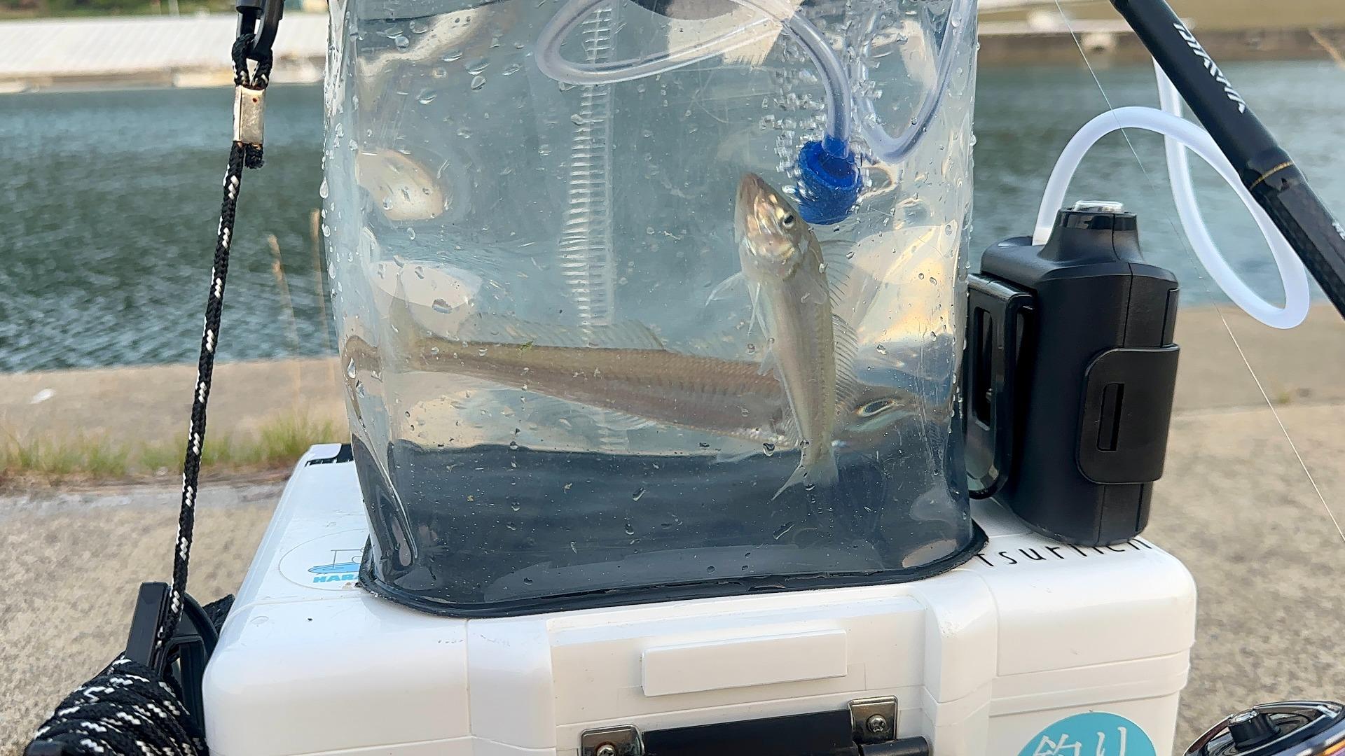 魚釣りの動画を見ていると締めるシーンがあってそこ怖いので見るの止める。俺が臆病なんだろうな。