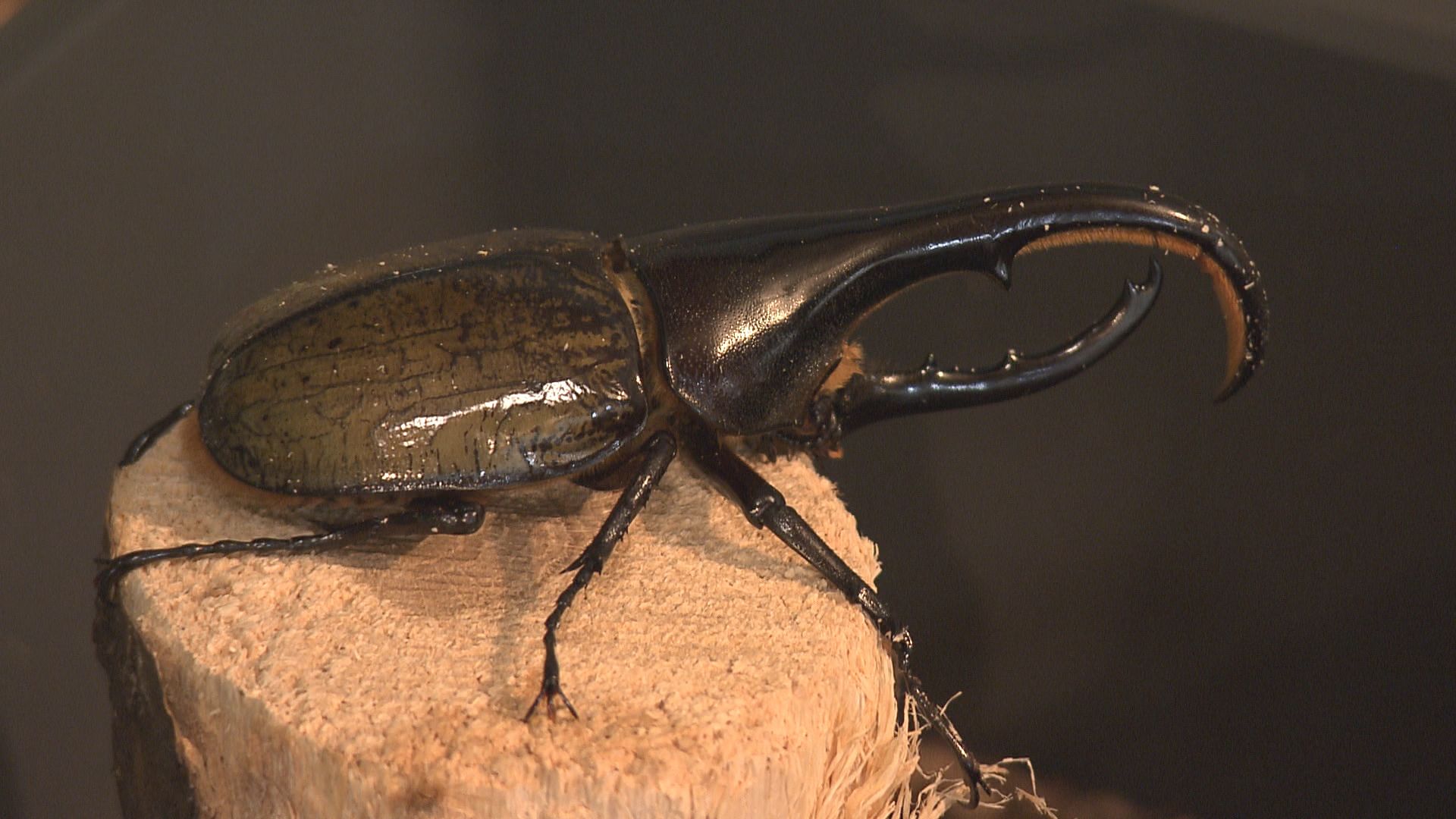 俺もなんかカブトムシの臭いがする