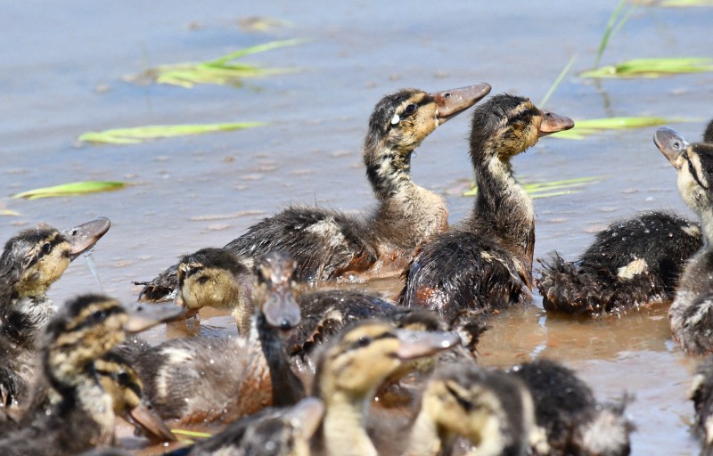 【狡兎死して走狗烹らる】アイガモ農法は収穫が終わった秋に鴨鍋にされて食べられる