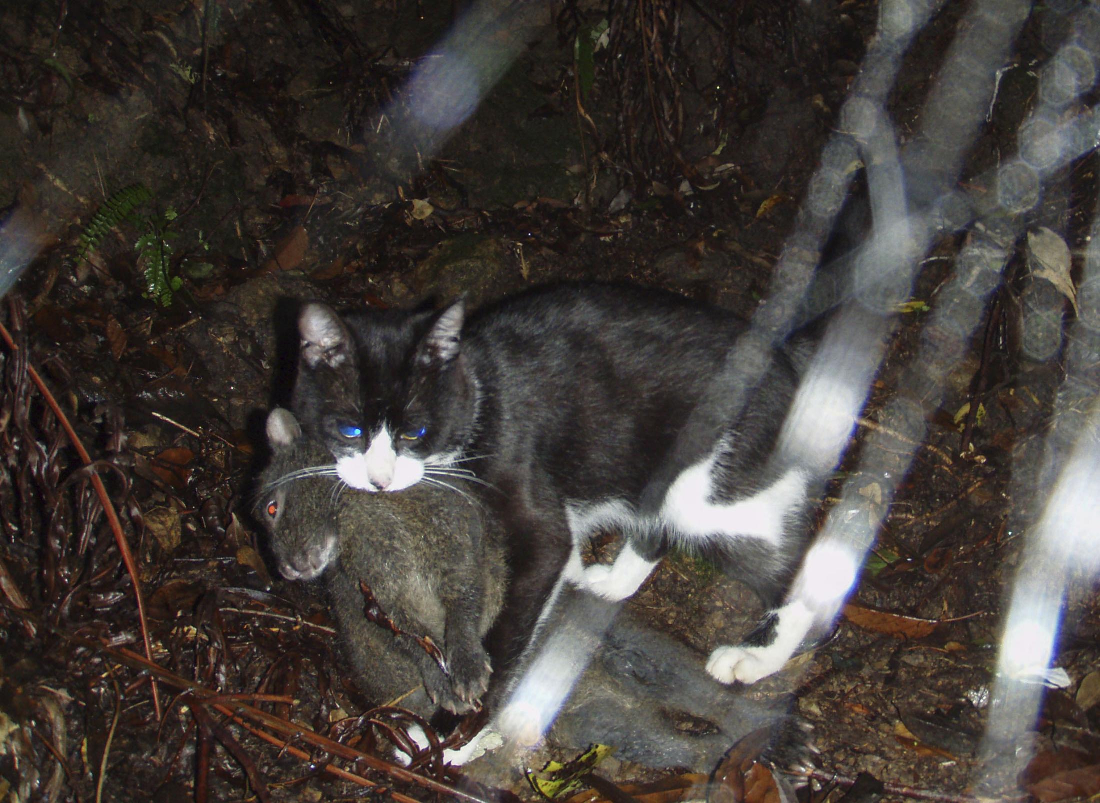 環境省「猫を特定外来生物として殺します」←殺せ殺せ。ロシア人のように殺せ