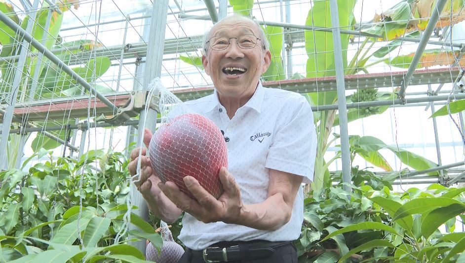 マンゴーが長野で豊作 趣味で栽培