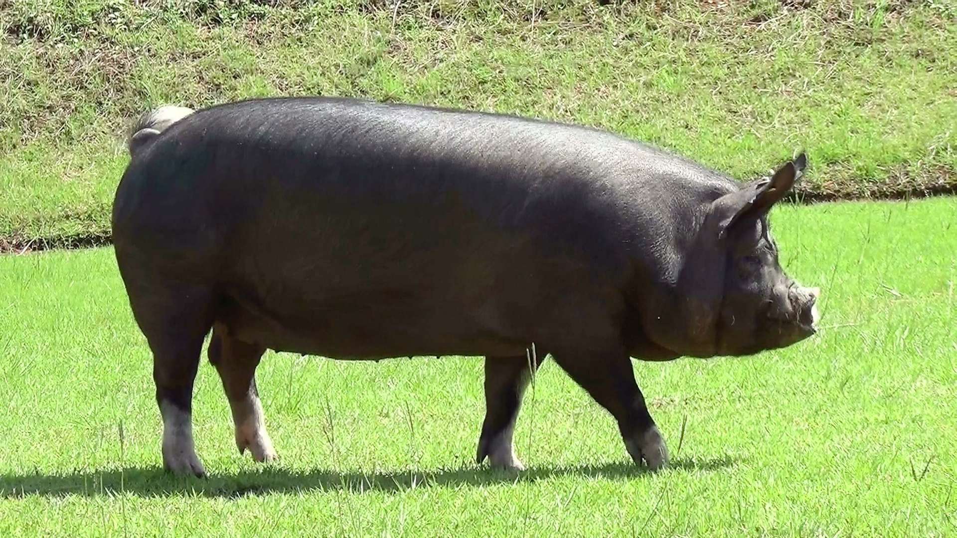 かごしま黒豚がなくなる？