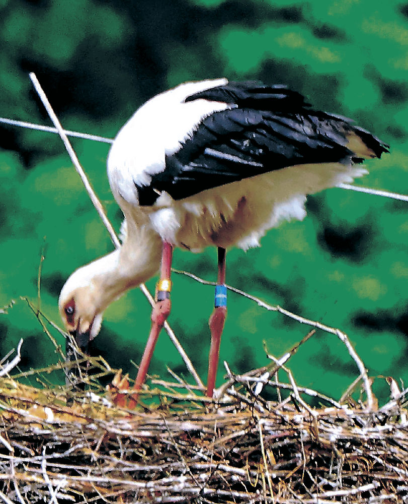 富山県内初、コウノトリひな誕生　氷見市内　電柱で営巣、送電止め配慮