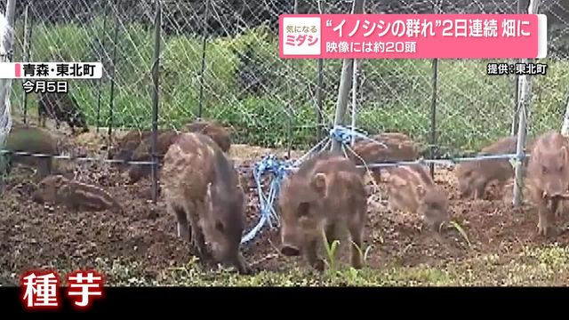 イノシシ20頭、ウリ坊もいるイノシシ牧場！！　　だと思ったら長芋畑だった