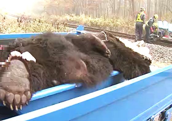【JR北海道】シカ・クマとの衝突件数が2025年度"過去最多"を記録…3478件