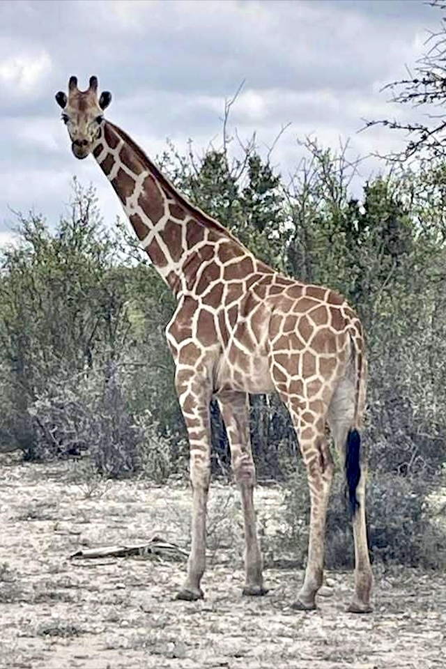 テキサスでキリンが行方不明に　懸命の捜索続くも発見に至らず