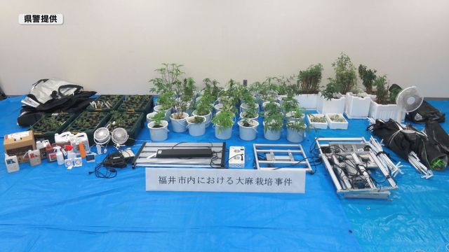 一軒家の室内で大麻草水耕栽培、県内最多の236本押収　坂田陽一(45)逮捕