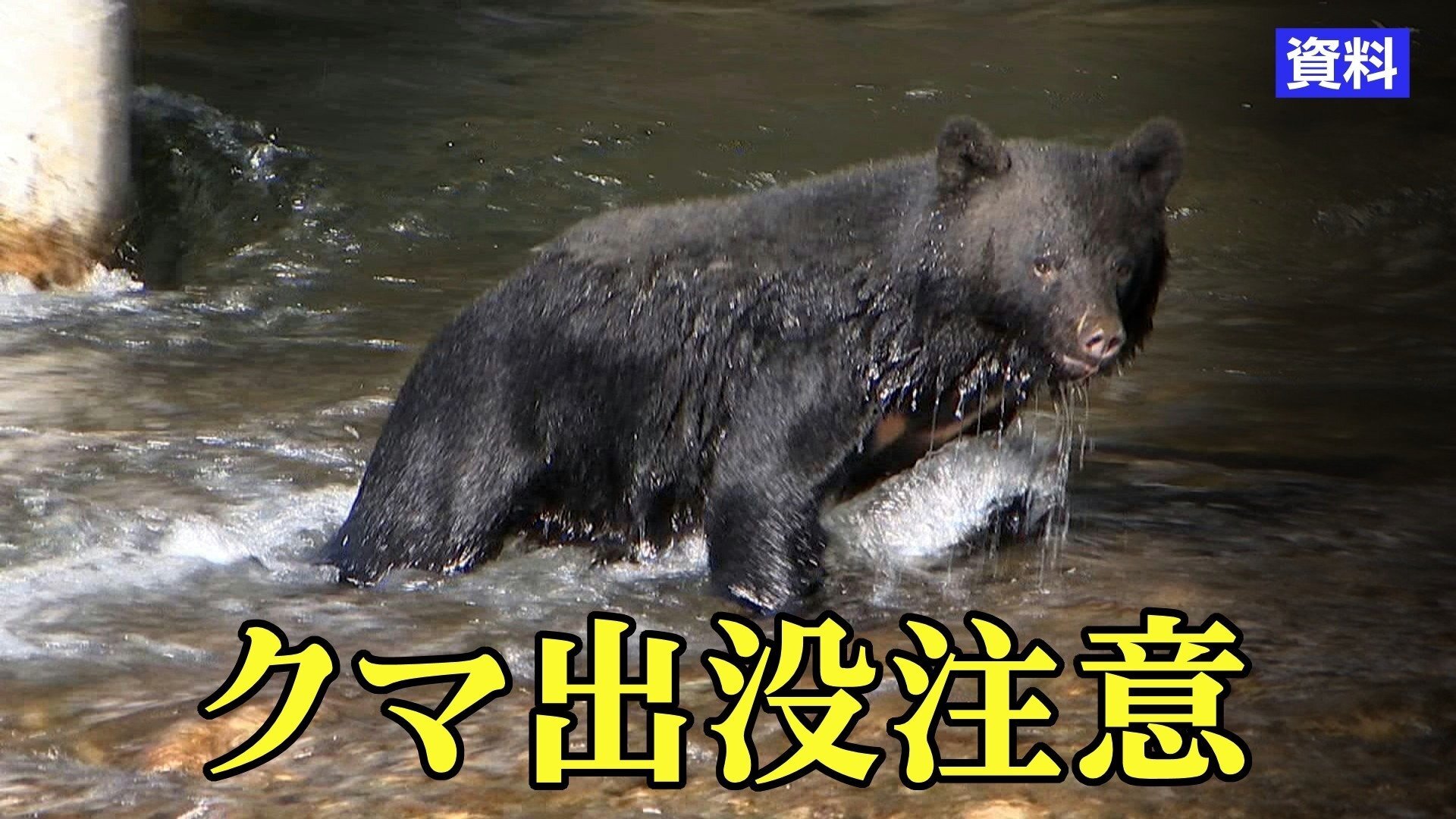 🐻熊「ねこうめえ🐈」飼い猫が食われたか 岩手