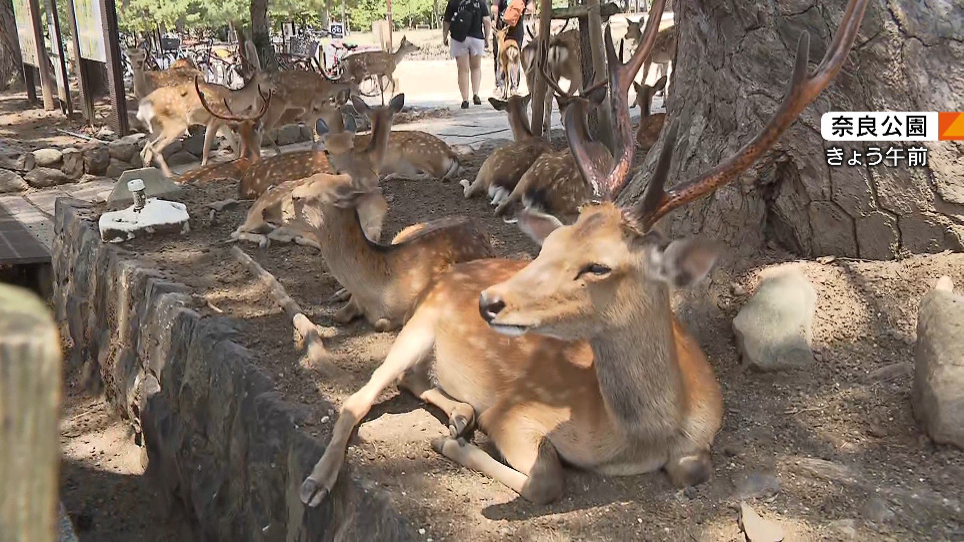 奈良公園のシカ、最大の増加傾向　問題は観光客があげる高い栄養のお菓子