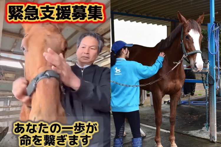 引退競走馬、年間7000頭　ほぼ行方不明に…   肉🥩か？