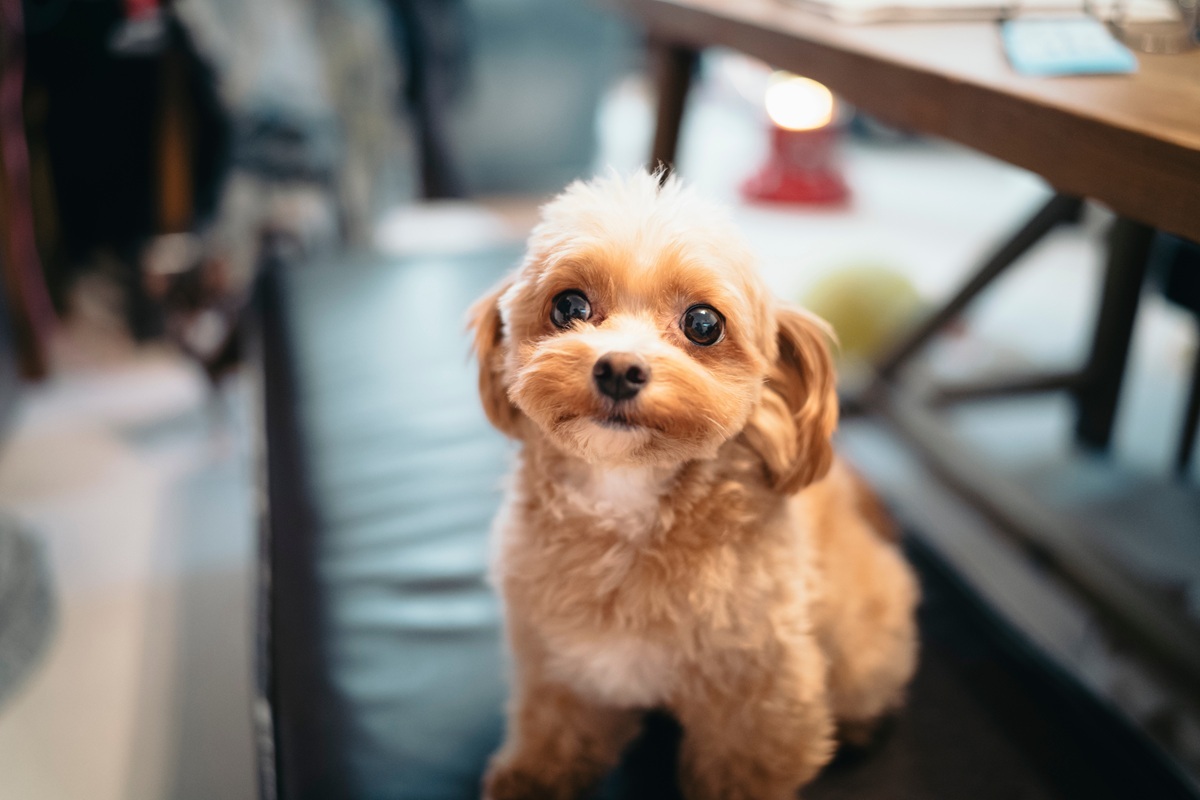 イヌみたいに飼い主とイヌでお互い知らない事もないまま付き合うの出来ないのよ。ネコみたいな距離感が