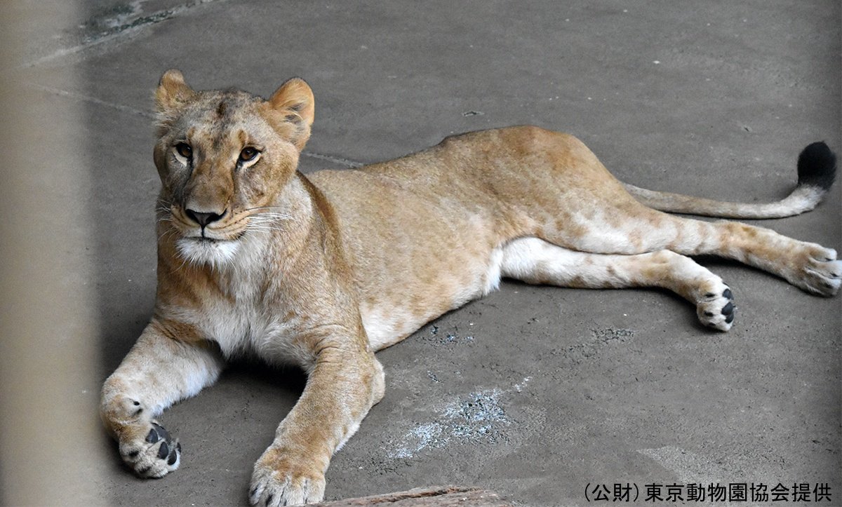 多摩動物公園で飼育されているライオンが3頭死ぬ　暑さか？