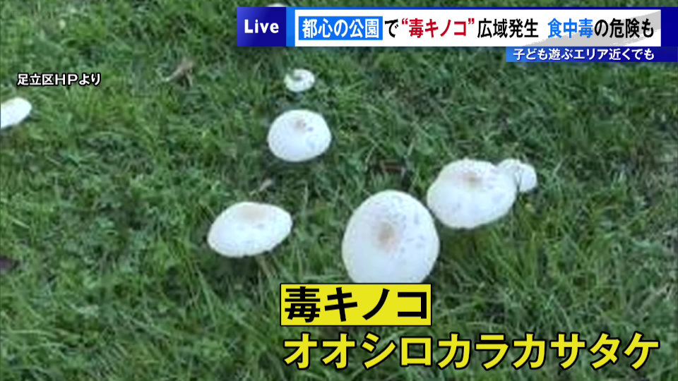 都心の公園で“毒キノコ”が広域発生　食中毒の危険も…子どもへの危険性に警鐘