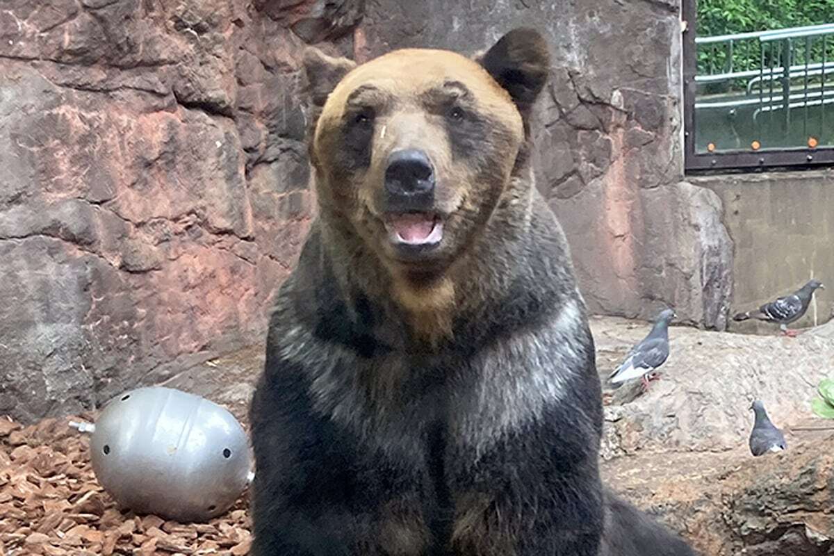 上野動物園のヒグマ「ポン」を安楽死処置　母親駆除で保護から20年…持病回復見込めず