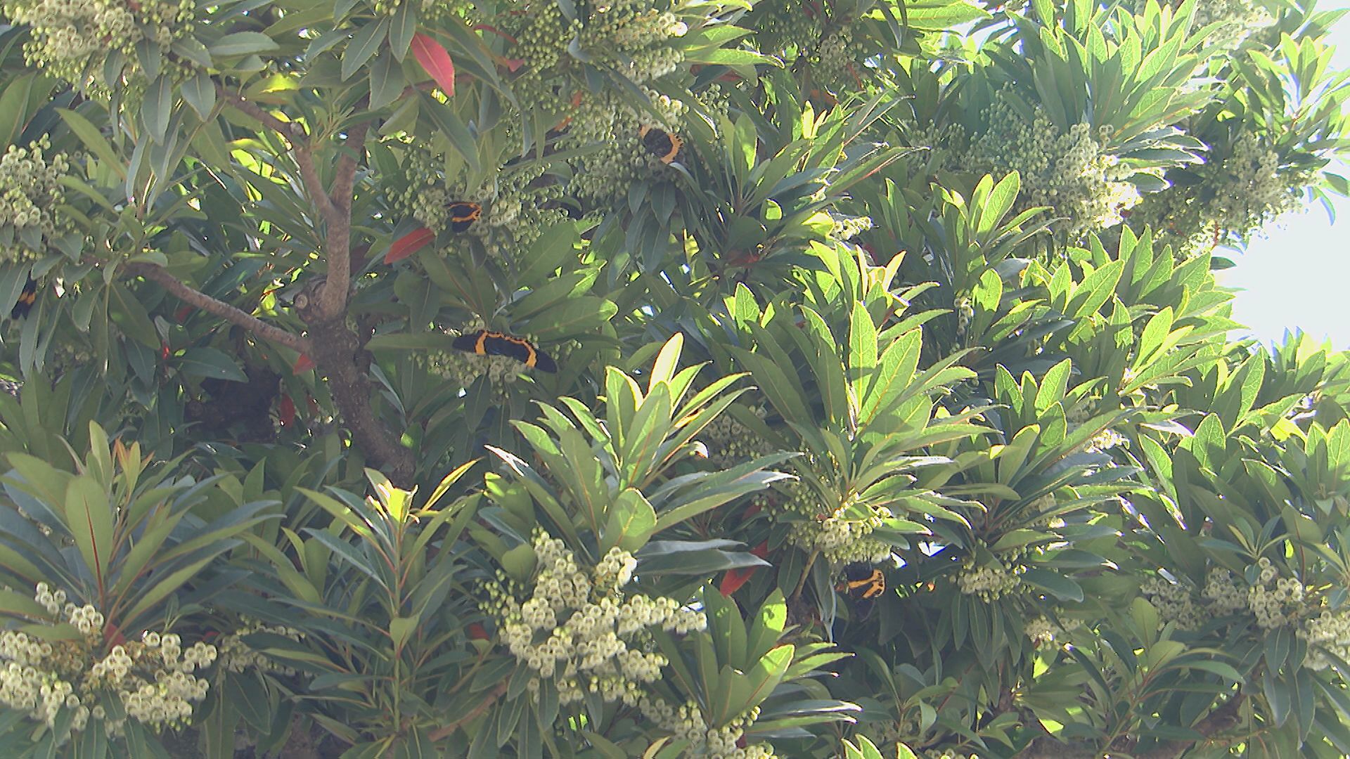黒いチョウが大分市で大量発生