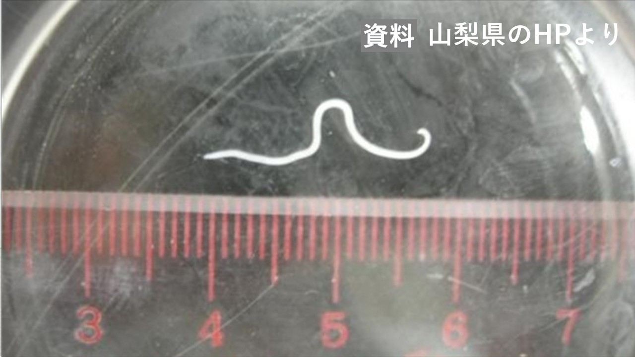 内陸県だと海産魚に不慣れでアニサキス付いたまま刺身にして出しそうだ