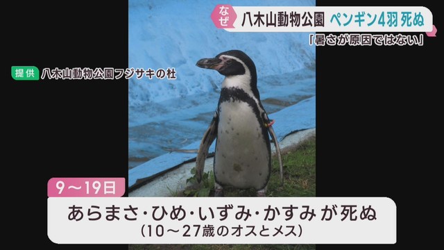 フンボルトペンギン４羽が相次いで死ぬ　仙台