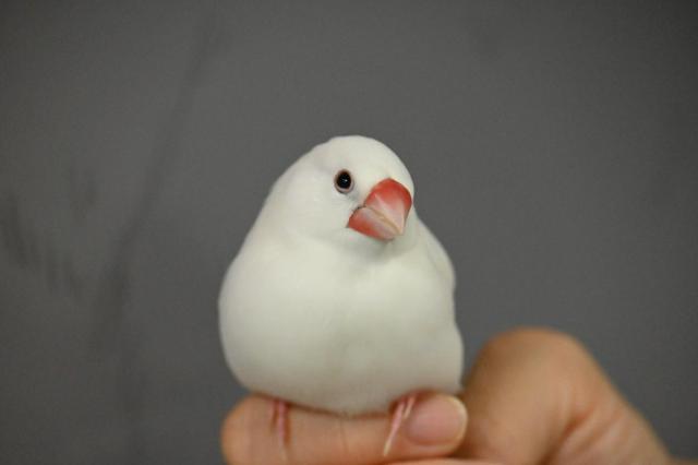 ドイヒー。弥富市民俗資料の名誉館鳥だった白文鳥のぶんちゃん。高齢で5月末に引退し2週間で死去