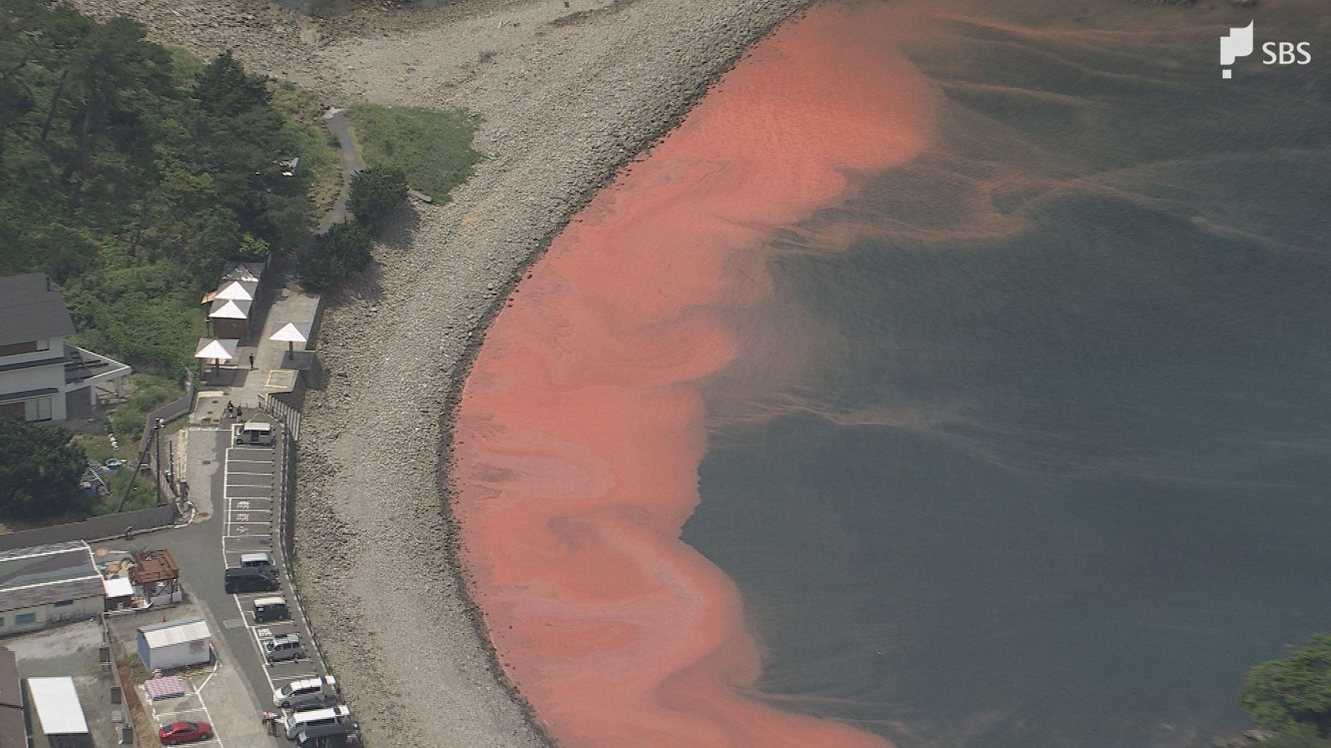駿河湾で赤潮が十数年ぶりの大規模拡大 海の中では魚がいなくなり"真っ暗"に