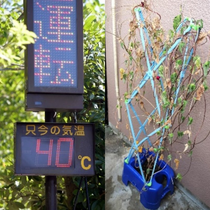 「今さら何を観察しろと？」朝顔、ミニトマトが猛暑で夏休み前に力尽きる…小学生の宿題に異変