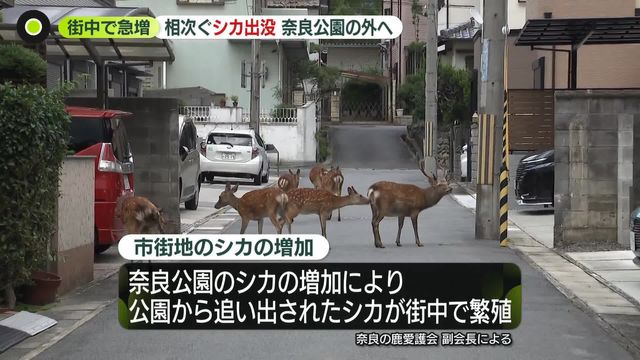 奈良公園から“追い出された”か　シカが街中で急増…群れで出没　農作物被害や交通の妨げに