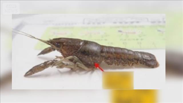 外来ザリガニ根絶へ　生息確認の池にコンクリのふた