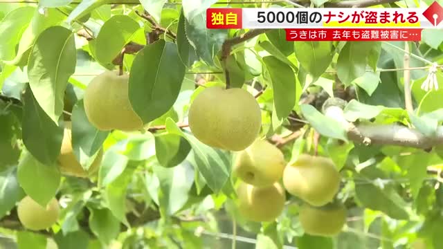 去年 盗難被害の農園で…今年もナシ5000個盗まれる　被害額約200万円　閉園を決断　福岡
