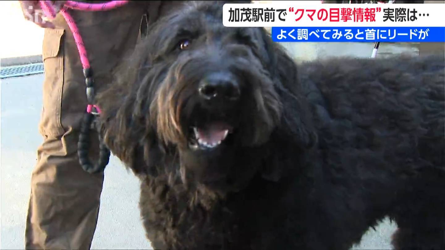 駅前で『クマ騒動』　リード付き大型犬だった　加茂