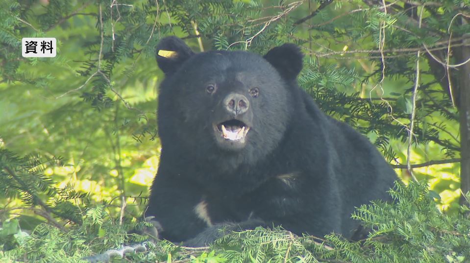 クマに向かって猟銃を発砲　人間が倒れる