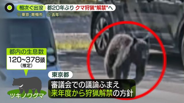 東京都、クマ狩猟を限定的解禁の方針　専門家“一定の効果”も「20年間やっていない」課題指摘