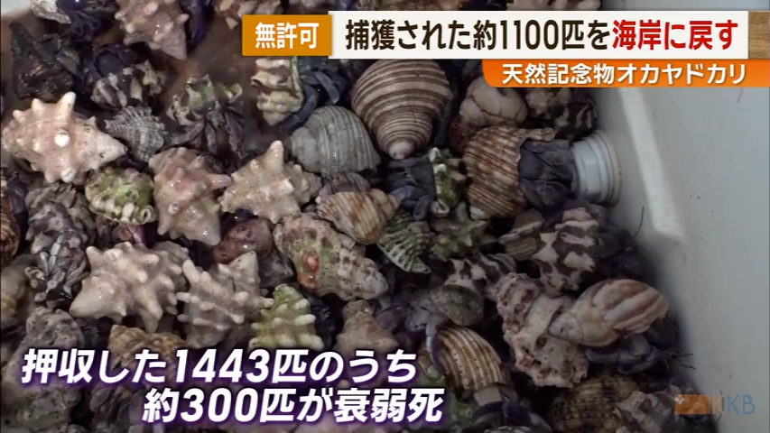 中国人に盗まれたオカヤドカリ約1400匹のうち1100匹を奄美大島に逃がす